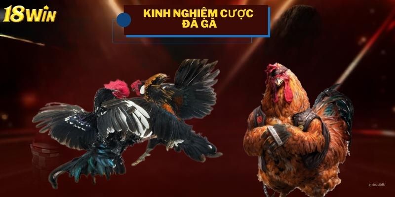 Một số kinh nghiệm chơi cá cược đá gà tại 18win