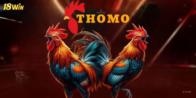 Đá gà Thomo - Hình thức giải trí ấn tượng trên 18win